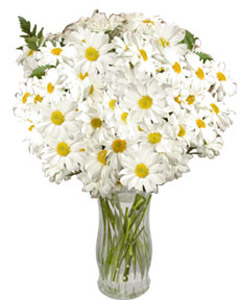 White Daisies