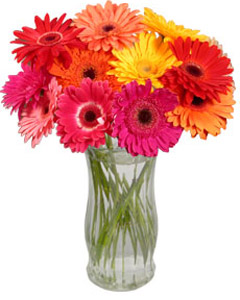 Gerbera Daisy Bouquet