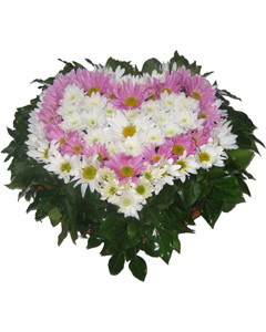 Chrysanthemum heart