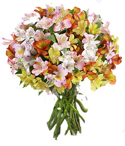 Alstroemeria Bouquet