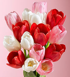Tulips for Valentine`s Day