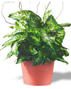 Dieffenbachia