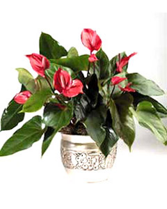 Anthurium