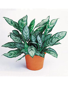 Chinese evergreen