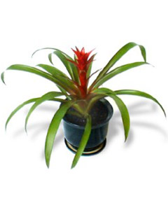 Bromeliad