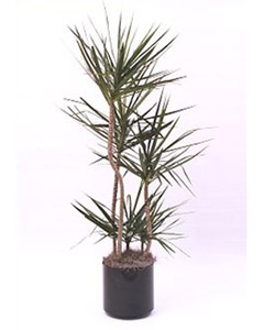 Dracena