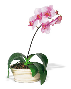 Phalaenopsis Orchid