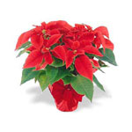 Poinsettia