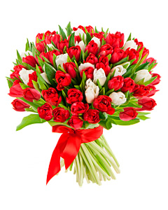 Bouquet of red and white tulips