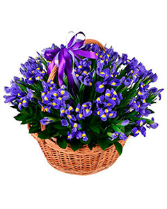 Basket blue iris